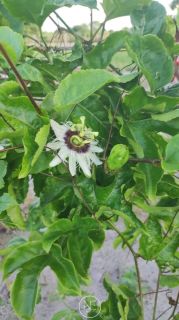 Fazenda barreirinha localizado no Santo Amaro das Brotas