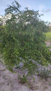 Fazenda barreirinha localizado no Santo Amaro das Brotas