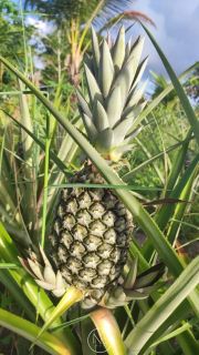 Fazenda barreirinha localizado no Santo Amaro das Brotas