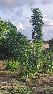 Fazenda barreirinha localizado no Santo Amaro das Brotas