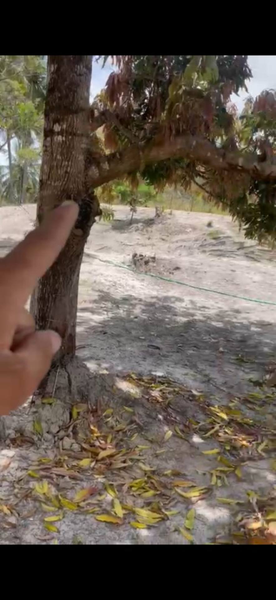 VENDE-SE Terreno em Pirambu-SE  17 x 58 Mais essa puxada lateral de 30 x 20