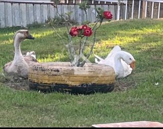 Chácara à venda em São Cristóvão