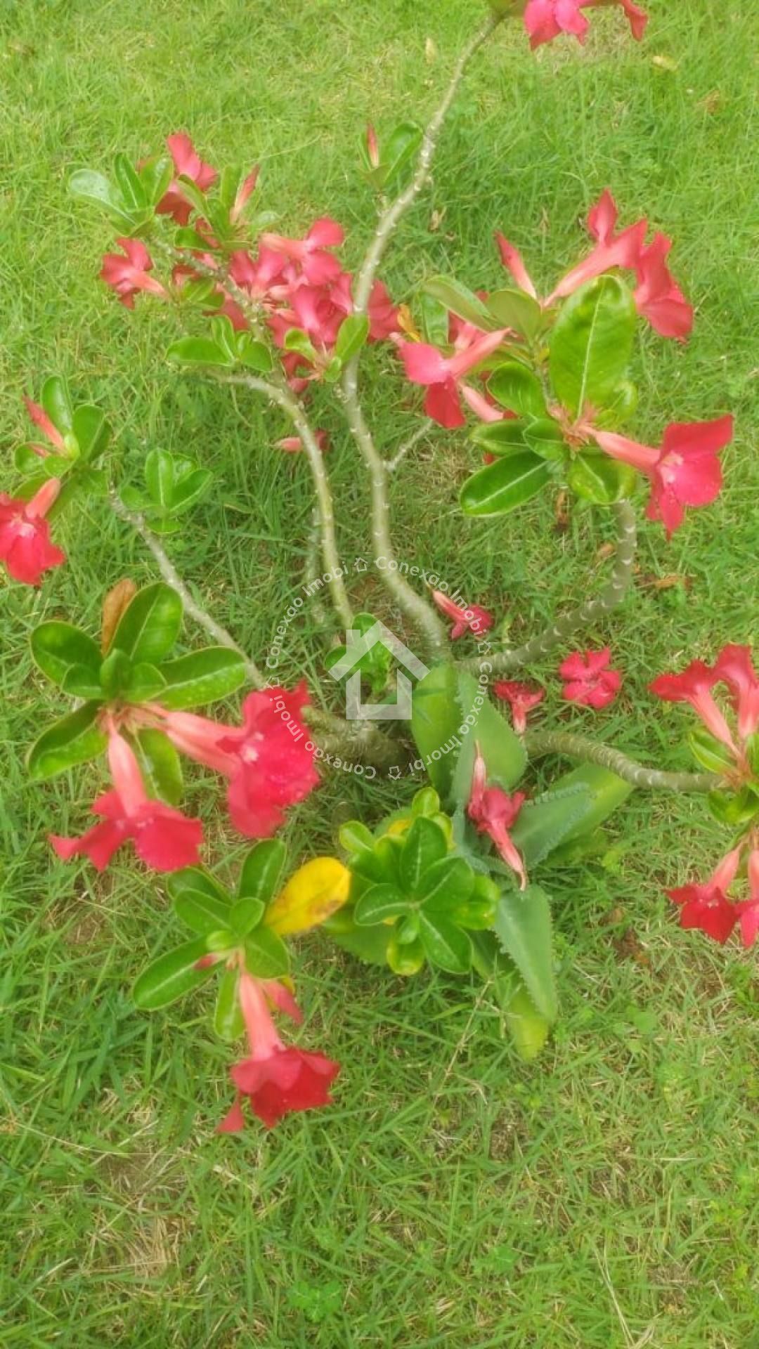 Casa com Piscina e 4 Quartos à Venda Próxima ao Prainhas Bar