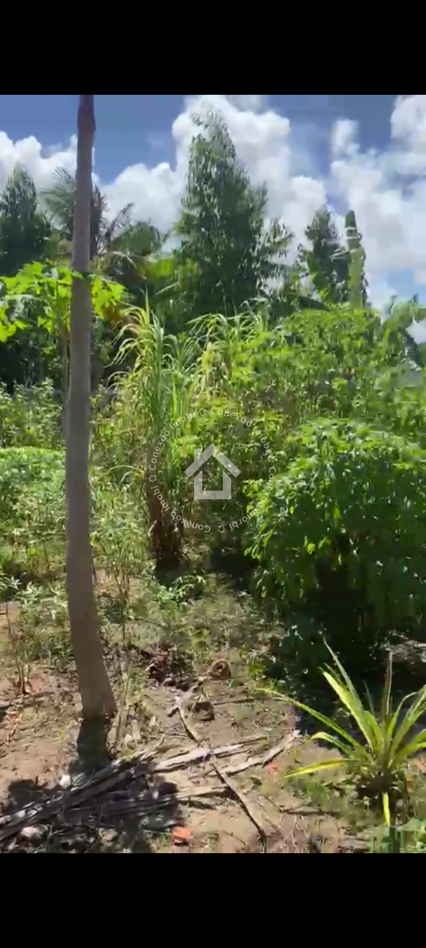 Chácara à venda em Areia Branca Mosqueiro com 4 quartos, terreno amplo, fruteiras e próximo ao rio
