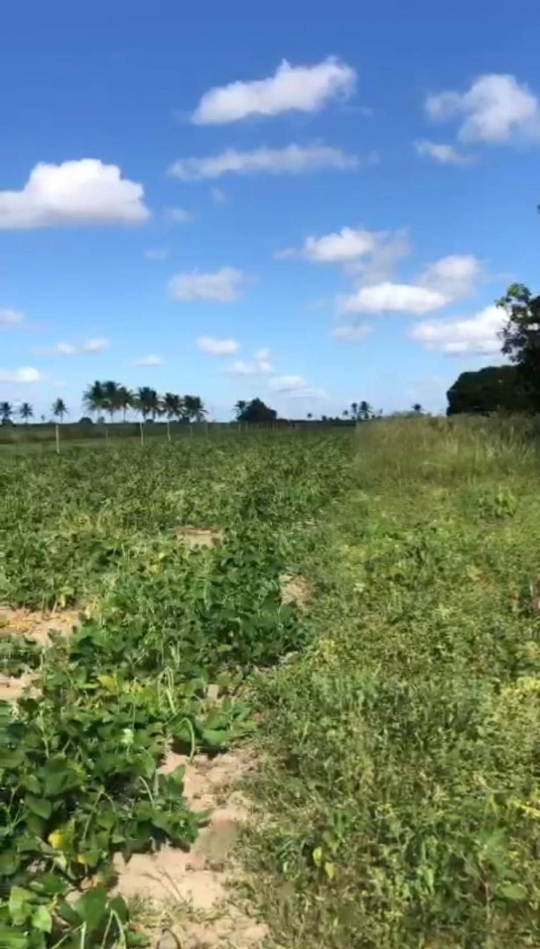 Terreno á venda Povoado Colonia Treze/Salgado SE