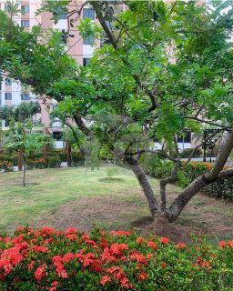 Apartamento Para Vender com 2 quartos no bairro Jabotiana em Aracaju
