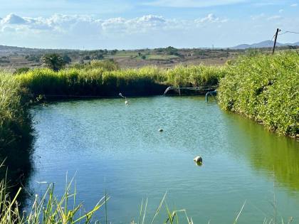 SÍTIO POV. SERRINHA - RIBEIRÓPOLIS