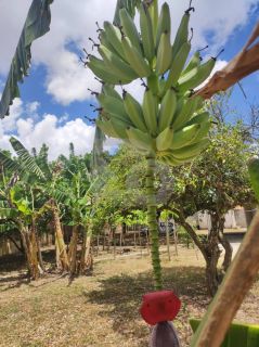 Chácara Para Vender com 2 quartos 1 suíte na Colônia 13 - Lagarto/SE.