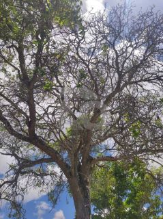 Chácara Para Vender com 2 quartos 1 suíte na Colônia 13 - Lagarto/SE.