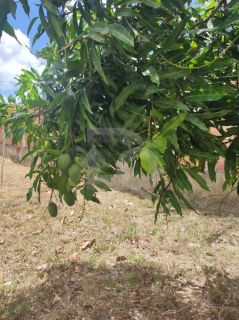 Chácara Para Vender com 2 quartos 1 suíte na Colônia 13 - Lagarto/SE.