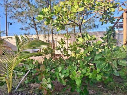 Terreno com Piscinae  Suíte Master na praia do Abaís