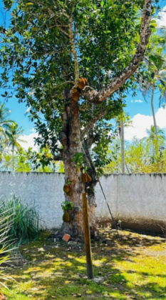 Mini Chacará no Povoado Campos em  Itaporanga d'Ajuda!
