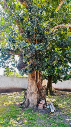 Mini Chacará no Povoado Campos em  Itaporanga d'Ajuda!