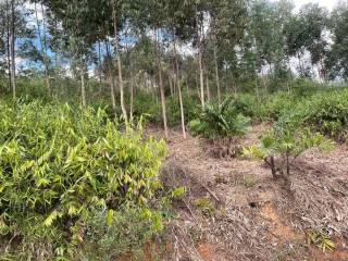 Terreno à venda no bairro Nova Descoberta - Tijucas/SC