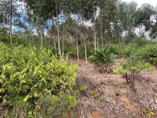 Terreno à venda no bairro Nova Descoberta - Tijucas/SC