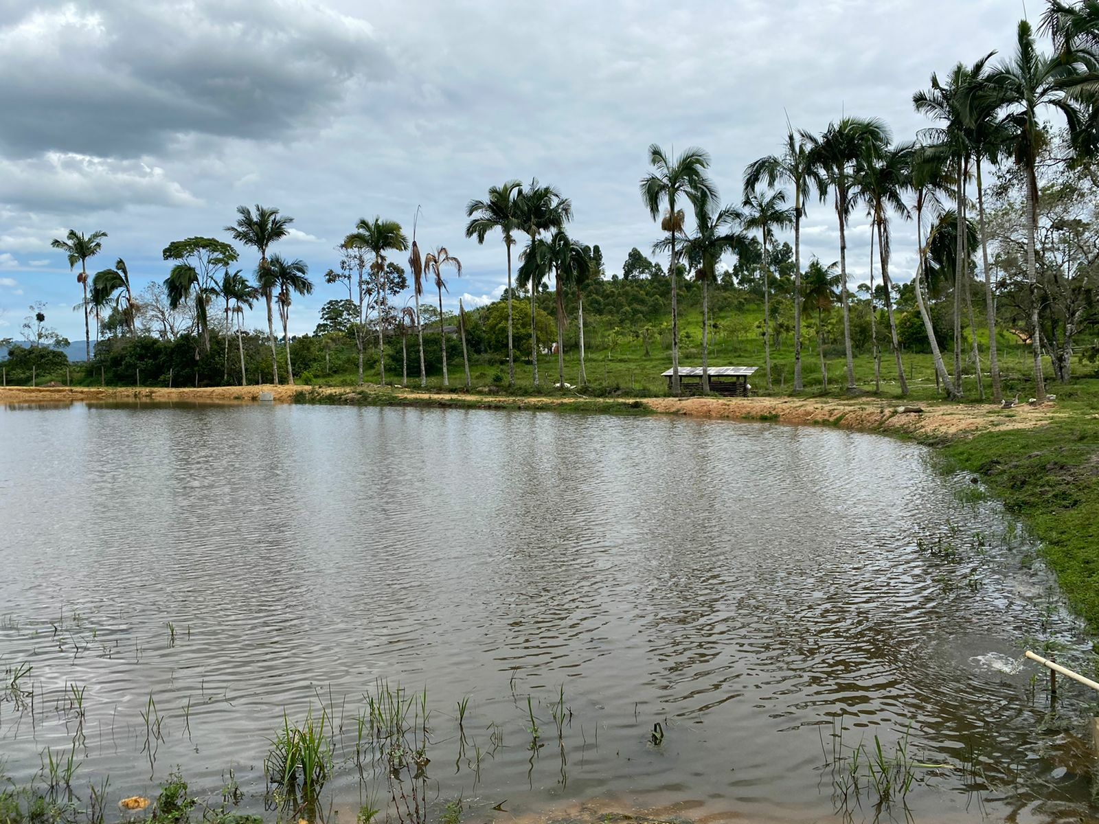 Sítio à venda no bairro Campo Novo - Tijucas/SC