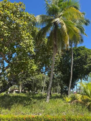 Lote / Terreno Comercial Para Vender em Maragogi, Praia do Mangue.												<<< Selecione uma Cidade em 													<<< Selecione um Estado