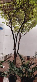 Casa duplex à venda no Grageru, Aracaju-SE