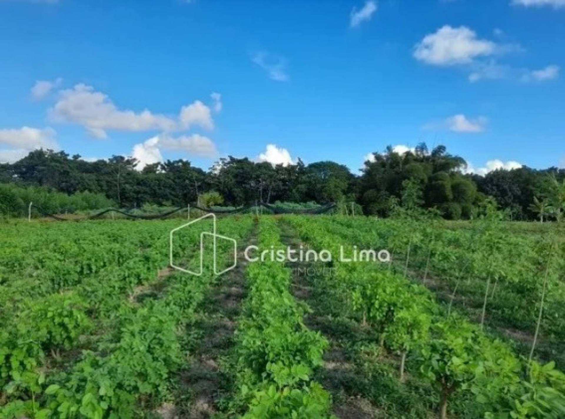 Sítio a venda em Salgado