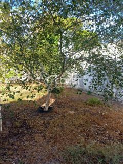 VENDO EXCELENTE CHÁCARA NO MOSQUEIRO — CONFORTO, NATUREZA E LAZER EM UM SÓ LUGAR!