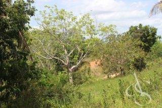 Sítio beira Barragem Santa Helena – 20,1 ha estruturados, casa sede charmosa e energia solar – Mata de São João – R$ 1.300.000