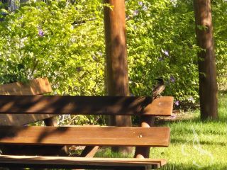 Lindo Village térreo com 3 Suítes, Garden, Nascente - Itacimirim