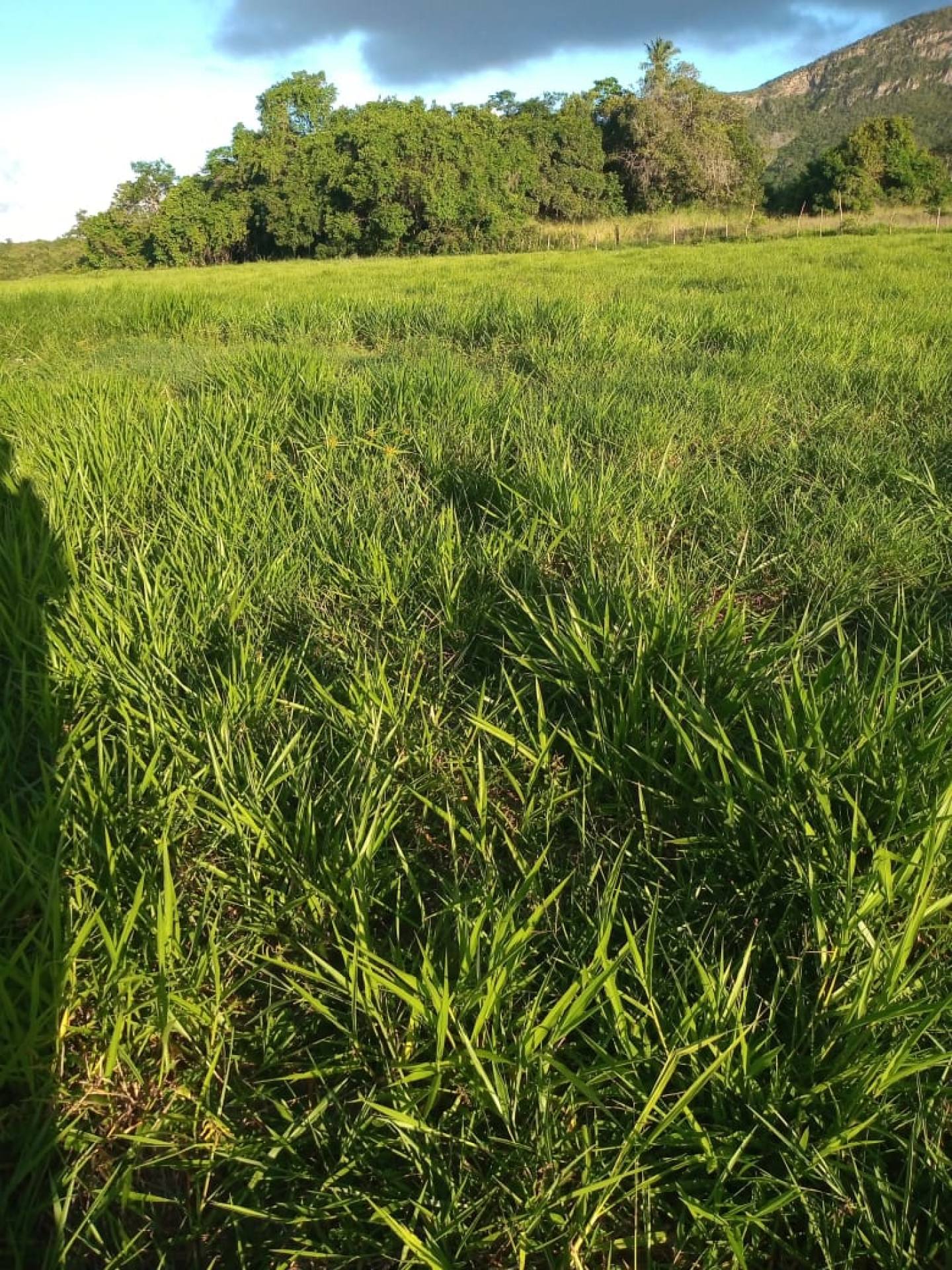 VENDO LOTE NO POVOADO BOM JARDIM - ITABAIANA/SE