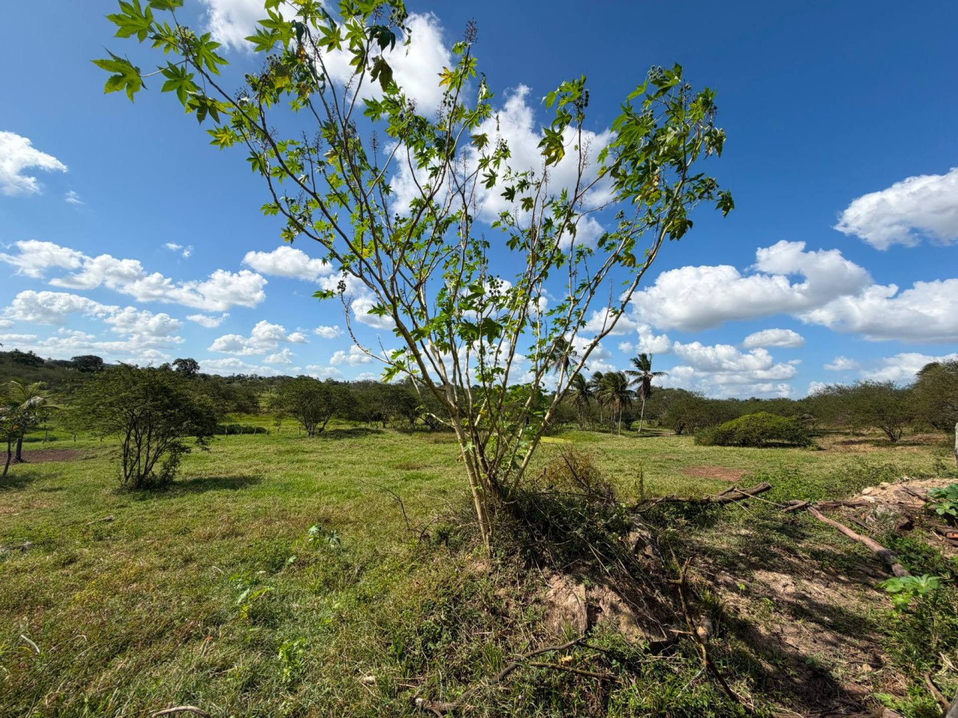 SÍTIO À VENDA – POVOADO CAATINGA REDONDA