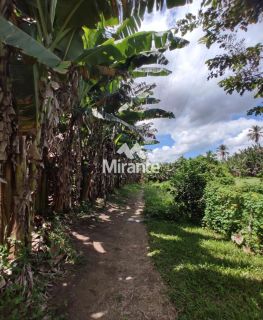 Fazenda Para Vender com 4 quartos no bairro Barra do Jacuípe em Barra Do Jacuípe