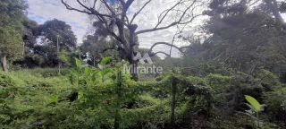 Lote / Terreno de Bairro Para Vender no bairro Eucalipto em Feira De Santana