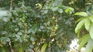 Chácara Para Vender com 3 quartos sendo 1 suítes, no Entroncamento de Tanquinho em Feira De Santana