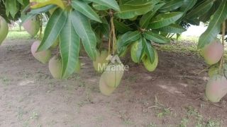 Chácara Para Vender com 3 quartos sendo 1 suítes, no Entroncamento de Tanquinho em Feira De Santana