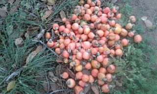 Chácara Para Vender com 3 quartos sendo 1 suítes, no Entroncamento de Tanquinho em Feira De Santana