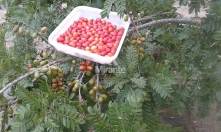 Chácara Para Vender com 3 quartos sendo 1 suítes, no Entroncamento de Tanquinho em Feira De Santana