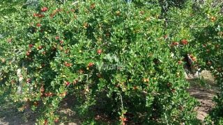 Chácara Para Vender com 3 quartos sendo 1 suítes, no Entroncamento de Tanquinho em Feira De Santana