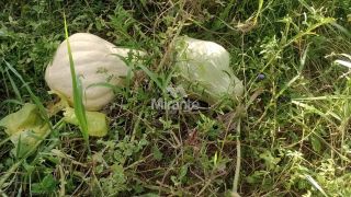 Chácara Para Vender com 3 quartos sendo 1 suítes, no Entroncamento de Tanquinho em Feira De Santana