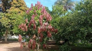 Chácara Para Vender com 3 quartos sendo 1 suítes, no Entroncamento de Tanquinho em Feira De Santana