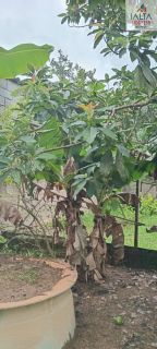 LINDA  CHÁCARA CONTATO DIRETO COM A NATUREZA