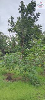 LINDA  CHÁCARA CONTATO DIRETO COM A NATUREZA