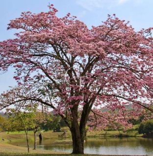 Uma Casa Que Traduz o Silêncio do Luxo no Coração do Vila Real