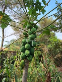 Chácara de 1.000 m² com casa, pomar formado no Bairro Eldorado II em Itu