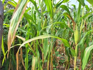 Chácara de 1.000 m² com casa, pomar formado no Bairro Eldorado II em Itu