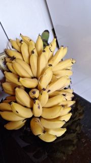 Chácara de 1.000 m² com casa, pomar formado no Bairro Eldorado II em Itu