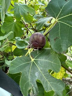 Condomínio Terras Di Leonardi