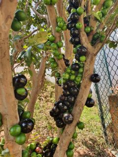 Chácara á Venda com 04 quartos 04 suítes no Condomínio Terras Di Leonardi - Itu