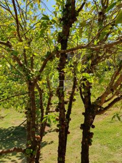 Chácara á Venda com 04 quartos 04 suítes no Condomínio Terras Di Leonardi - Itu