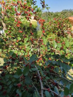 Chácara á Venda com 04 quartos 04 suítes no Condomínio Terras Di Leonardi - Itu