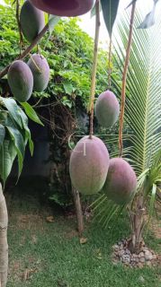 Casa Térrea Mobiliada à Venda no Condomínio Una em Itu