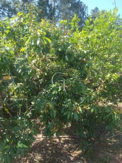 Sítio Para Vender com 04 quartos 01 suítes, com linda capela em Itu