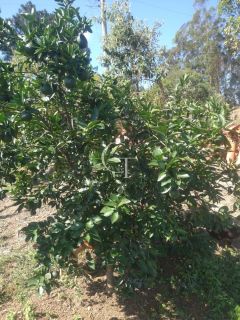 Sítio Para Vender com 04 quartos 01 suítes, com linda capela em Itu